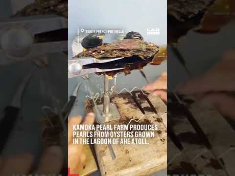 How sustainable Pearls are farmed?? |pearl farming| pearls