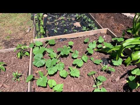 Welcome to my Lil Urban Farm!