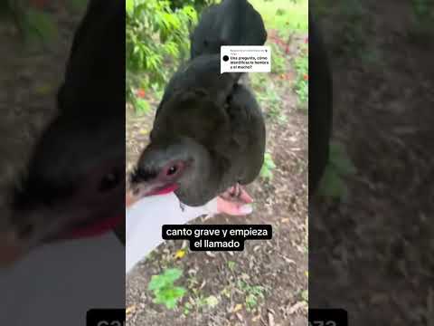 Cómo diferenciar macho y hembra de Charata (Ortalis canicollis)