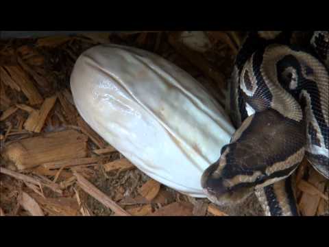 Ball Python Egg Binding Update