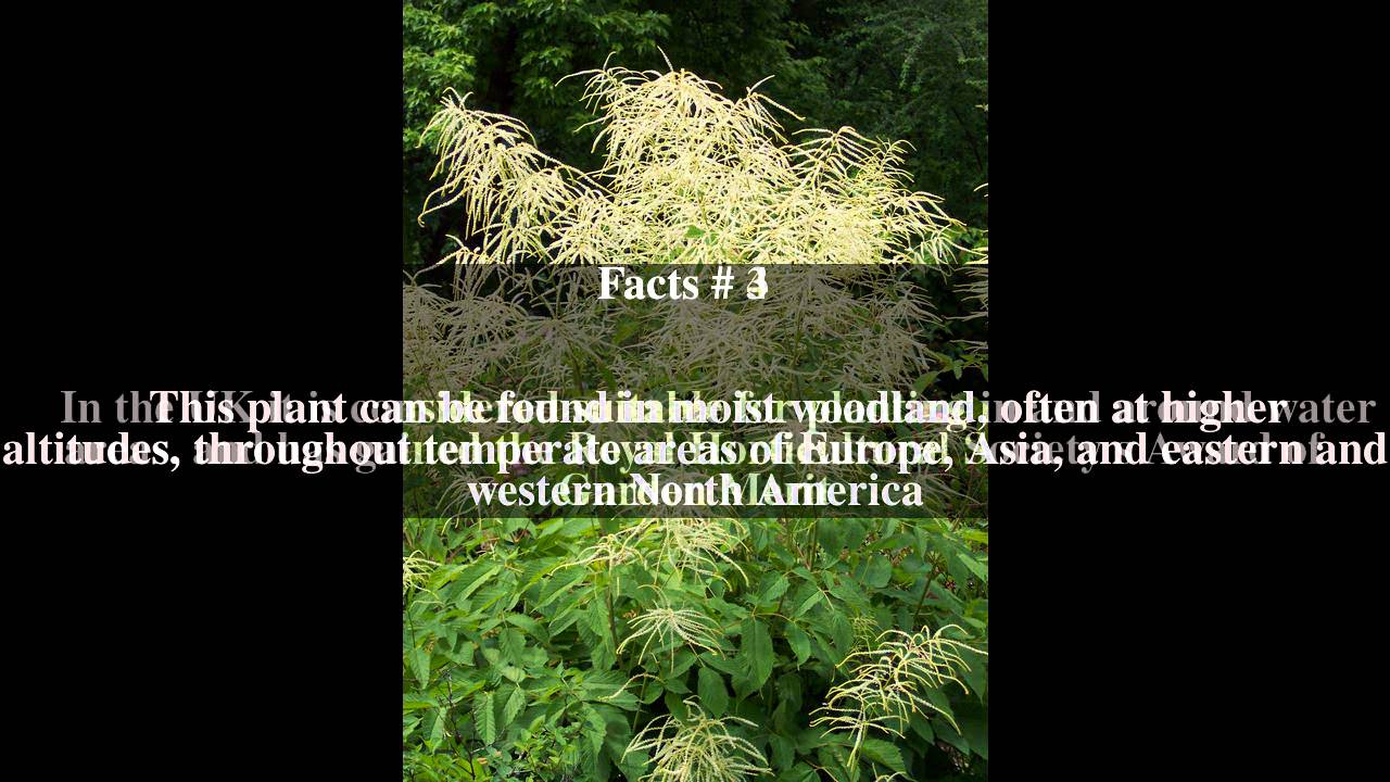 Aruncus dioicus Top # 6 Facts - YouTube