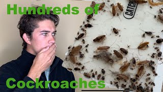 Why do I Have Cockroaches in My Home?