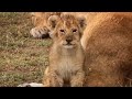 A Day In The Life Of A Lion Cub Little Big Cat BBC Earth