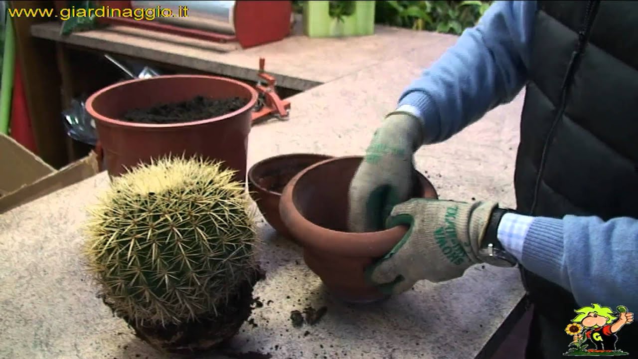 Watch Now rinvaso di un cactus rinvaso di un cactus