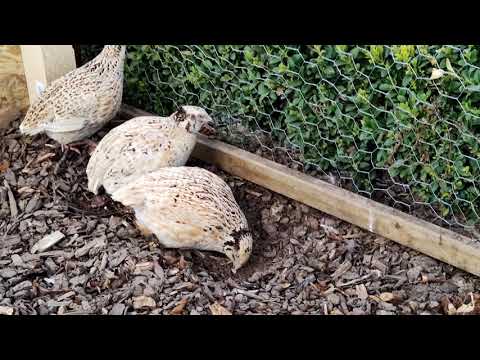 quail watching pt. 2 relax Entspannung durch glückliche Wachteln