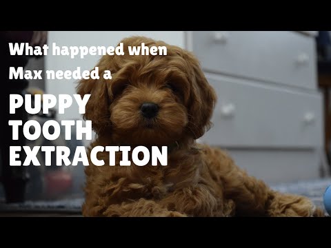 Puppy Teeth Didn't Fall Out - Here is What Happened To Our Labradoodle