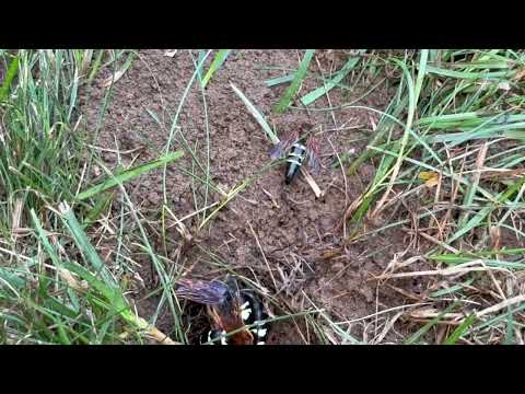 Cicada Killer Enjoying Each Other's Company in Cranbury, NJ