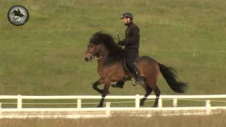 Börkur frá Sólheimum