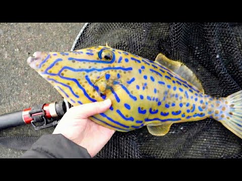 毒カワハギの刺身は美味い