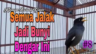 Download lagu Semua Jenis Burung jalak Akan Bunyi dengar Pancingan Jalak Kebo Muda Ini #8 mp3 Download lagu Semua Jenis Burung jalak Akan Bunyi dengar Pancingan Jalak Kebo Muda Ini #8 mp3