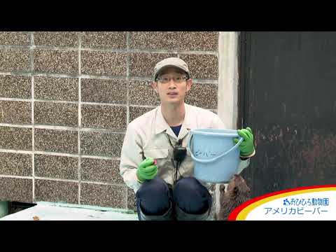 カナダのビーバー、Castor canadensis