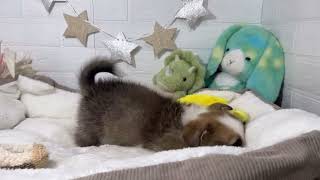 コーギーの動画01