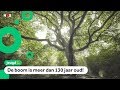 Wordt deze boom de 'Europese Boom van het Jaar'