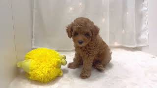 トイプードルの動画01