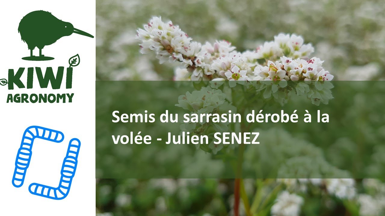 Semis du sarrasin dérobé à la volée - Julien SENEZ