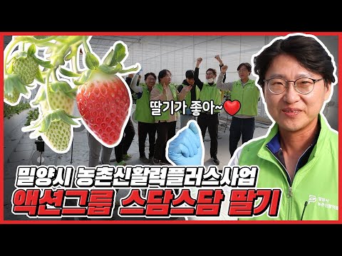 밀양시 농촌신활력플러스사업 액션그룹 : 스담스담 딸기