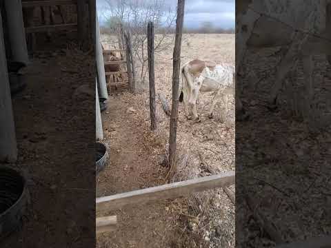 olha como ficou o cural com a ordenia Brasil granito pernambuco