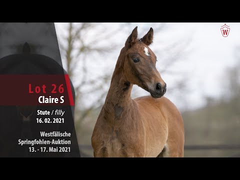 Springfohlen-Auktion 13. - 17. Mai Lot 26 Claire S Stute v. Conthargos - Contendro I