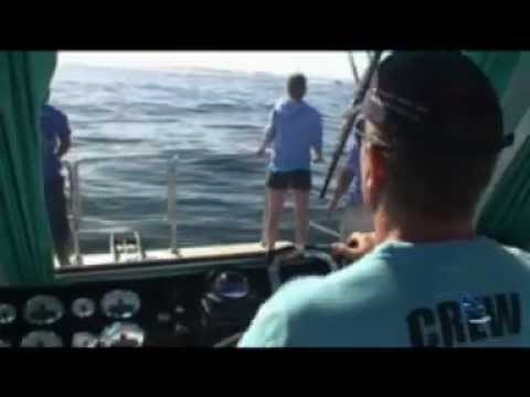 Great White Shark Volunteer & Intern Programme