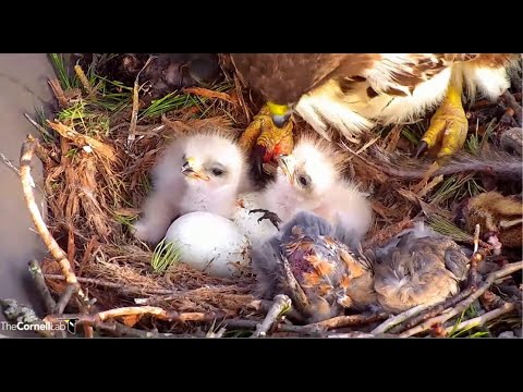 Cornell Hawks ~ Welcome To The World L2 🐣 ♥ BR Feeds Her Fluffy Chicks Breakfast! 4.24.22