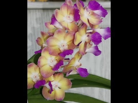 Цветет РОСКОШНАЯ орхидея!Ринх БАНГКОК САНСЕТ:цветение,УХОД.Perreiraara (Rhynchorides) Bangkok Sunset