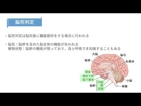 脳死について詳しく解説