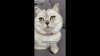 Знает ли кошка своё имя #коты #кот #shorts