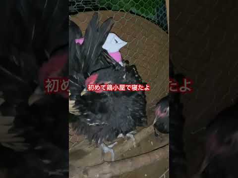 幸せな羽の生えた鳥を育てるために、鶏小屋に泥が入らないようにするにはどうすればよいでしょうか?試してみたい6つの素晴らしいアイデア  庭園