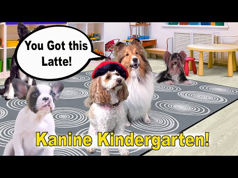 "You GOT this, Latté!" 🐶🗺🧭 a Biscuit Talky Compilation on Cricket "the sheltie" Chronicles e228