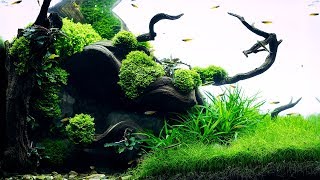 OUR 60P PLANTED TANK IS ALMOST DONE - 4K CINEMATIC - GREEN AQUA