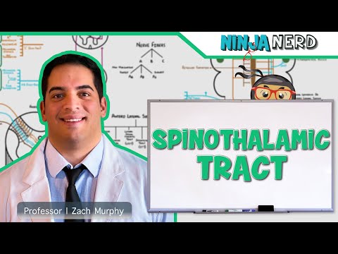 Ascending Tracts | Spinothalamic Tract