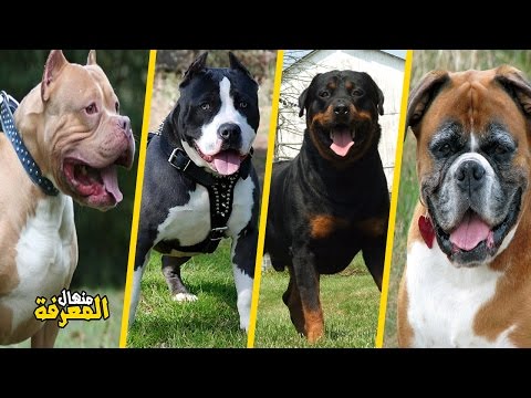 أخطر وأقوى 10 كلاب في العالم