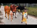Best moments cow! Best funny CUTIS & Cows!