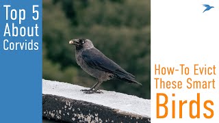 5 Things To Know About Crows & Ravens