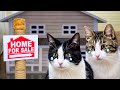 Our House Was Sold Where Will We Live