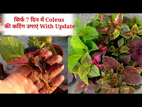 सिर्फ 7 दिनों में Coleus कटिंग लगाना सीखे|| Coleus From Cuttings || Coleus Plant Care In Hindi