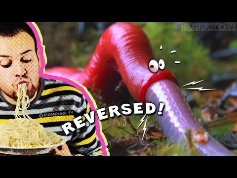 [REVERSED] Giant Red Leech Swallows Giant Worm