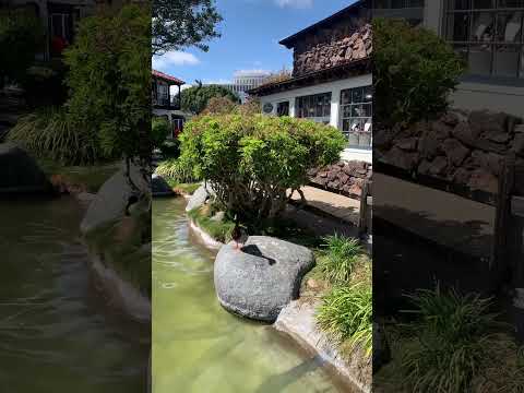 Y los patitos 🐥.                           #sandiego #familiadepatitos #bonitodia