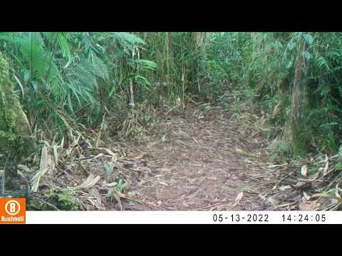 Registro en fototrampeo de Fauna Silvestre de Pitalito Huila - Trogon personatus