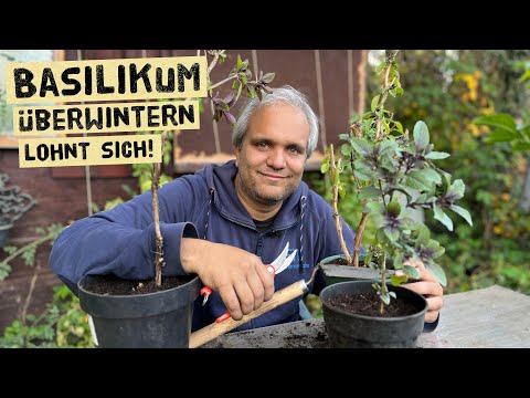 Overwintering basil - how to rescue your basil from the garden and bring it indoors - basil trees