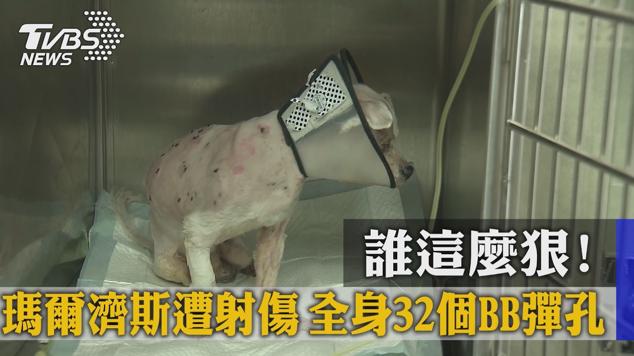 誰這麼狠！瑪爾濟斯遭射傷　全身32個BB彈孔