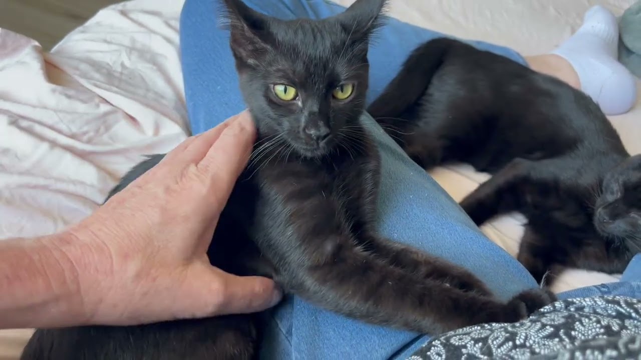 Enlarge Esme Meaning to Love, a ADOPTABLE Tabby in Eagle Point, OR video 6/6