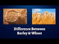 Difference Between Barley and Wheat | A Grains Tale: Barley & Wheat Unveiled! | Barley Vs Wheat