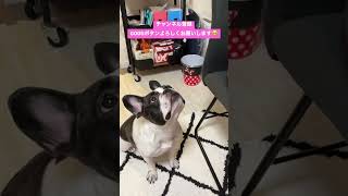 ナイスキャッチ！#shorts