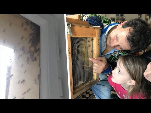 "Schwarmfänger": 30.000 Bienen am Kinderzimmerfenster | DER SPIEGEL