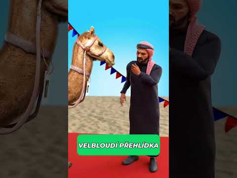 Velbloudí přehlídka #pandaaashorts #shorts #zajimavosti zajímavosti a fakta | edukativní video