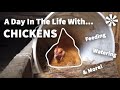 A Day In The Life With CHICKENS