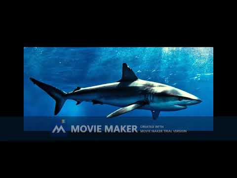 David Argunetta & Sarkis Edwards - TFT (Light version)