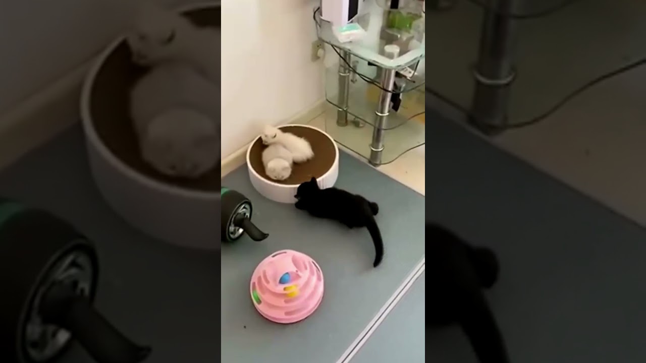 Black and White Kitty Playing with Cat Bed
