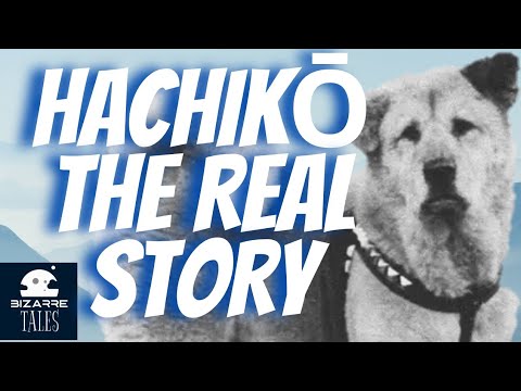Hachi  a dog's tale , the real story